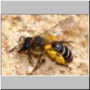 Andrena flavipes - Sandbiene w03 es folgte ihr Nomada fucata.jpg